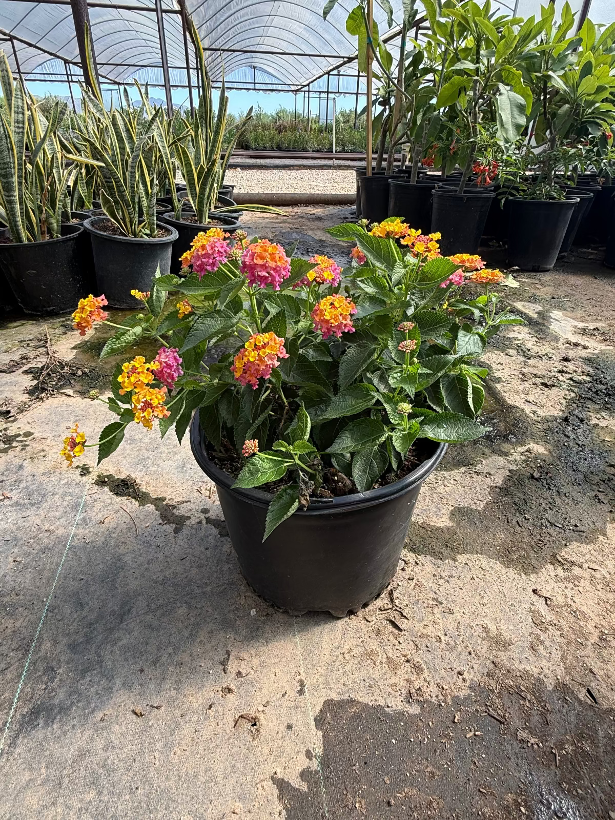 lantana succulent Buy Confetti Lantana Phoenix, AZ | Lantana camara