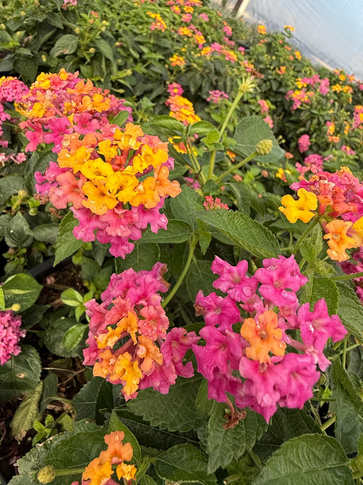 Confetti Lantana