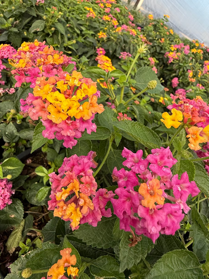 Confetti Lantana
