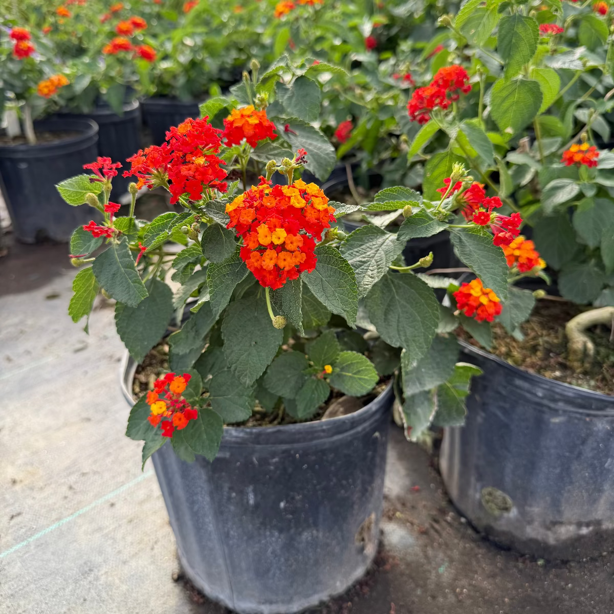 Dallas Red Lantana