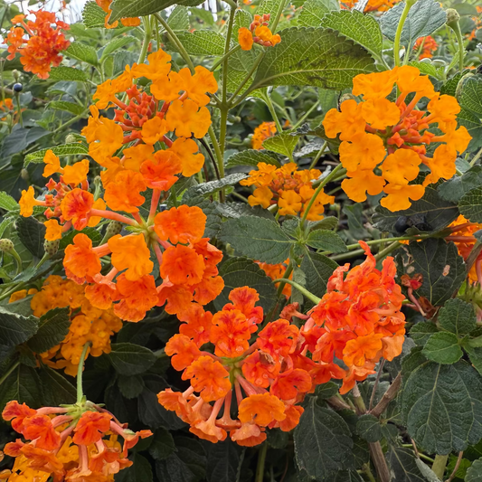 Radiation Lantana
