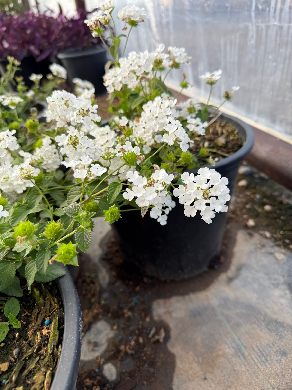 White Trailing Lantana