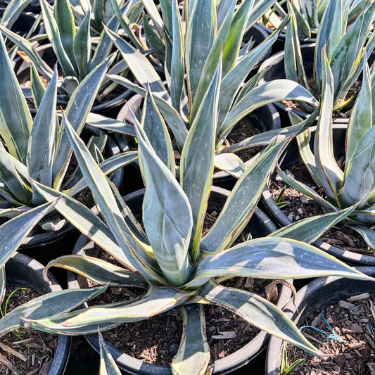 Little Miss America CCF