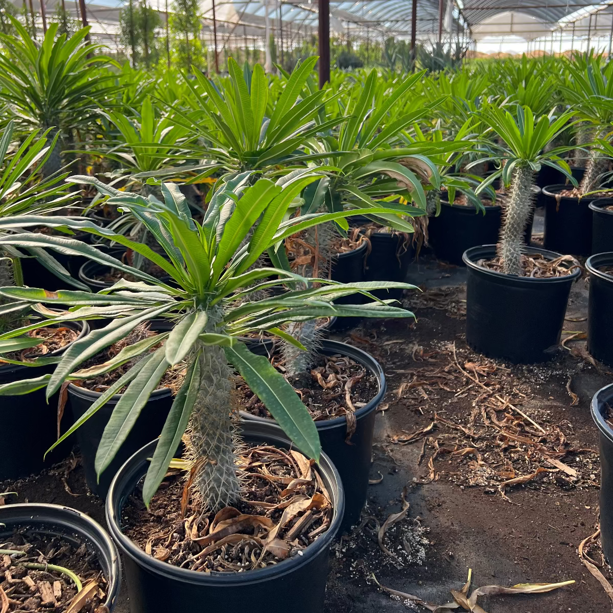 Madagascar Palm - Pachypodium geayi