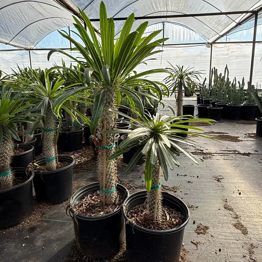 Madagascar Palm - Pachypodium geayi
