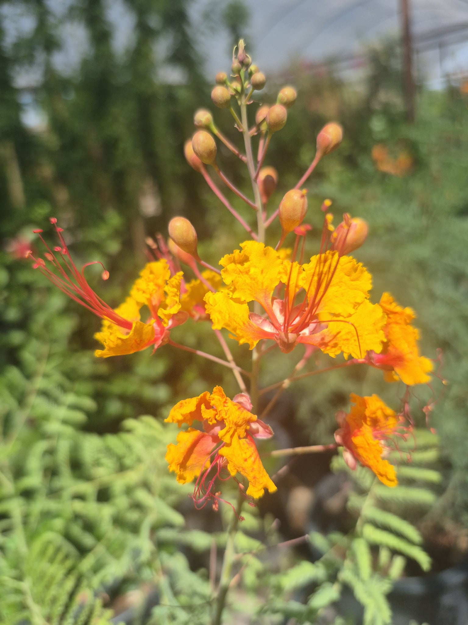 Buy Mexican Bird of Paradise Phoenix, AZ | Caesalpinia | Three