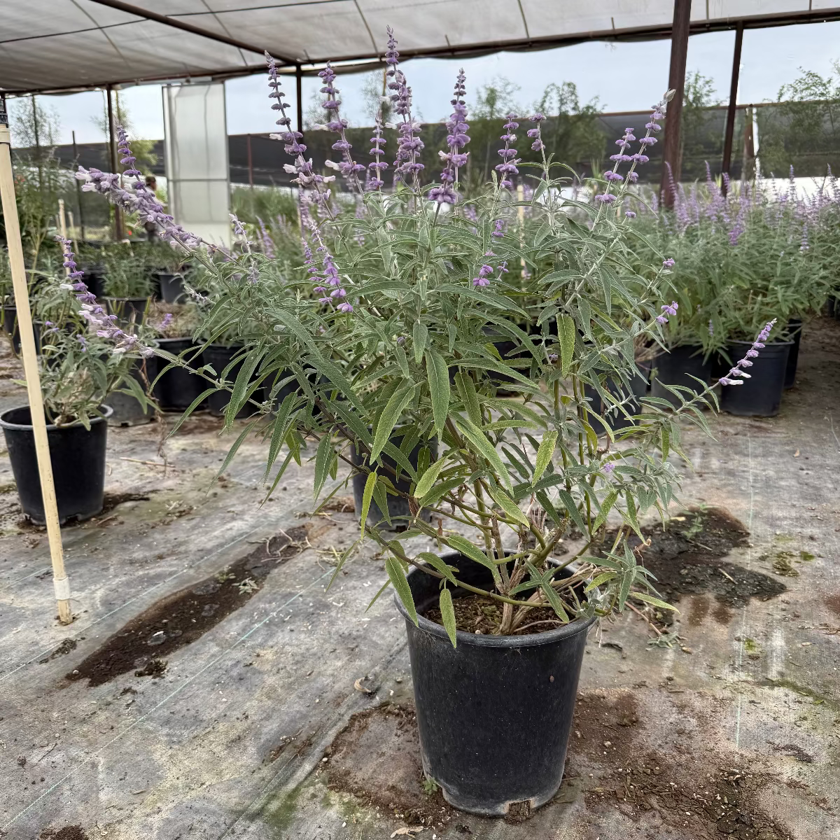 Mexican Bush Sage