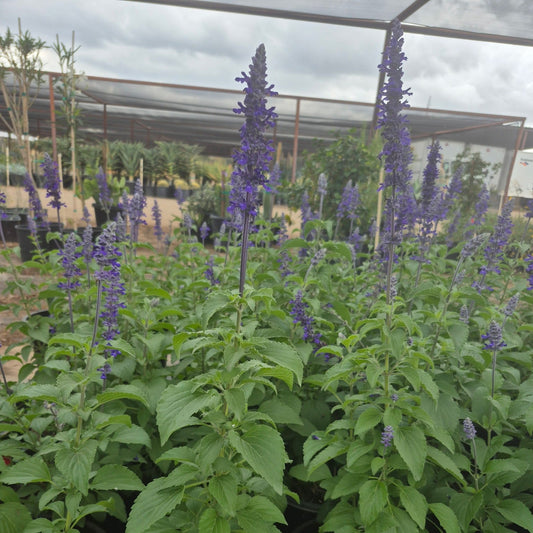 Mexican Bush Sage