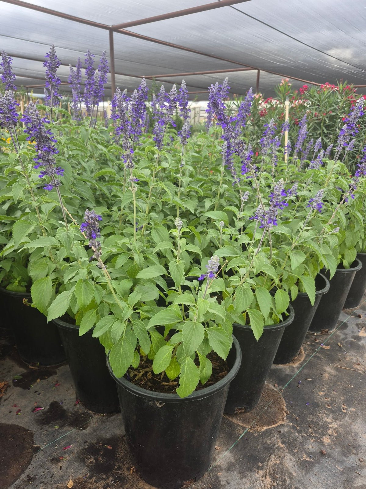 sauco plant for sale Buy Mexican Bush Sage Phoenix, AZ | Salvia leucantha
