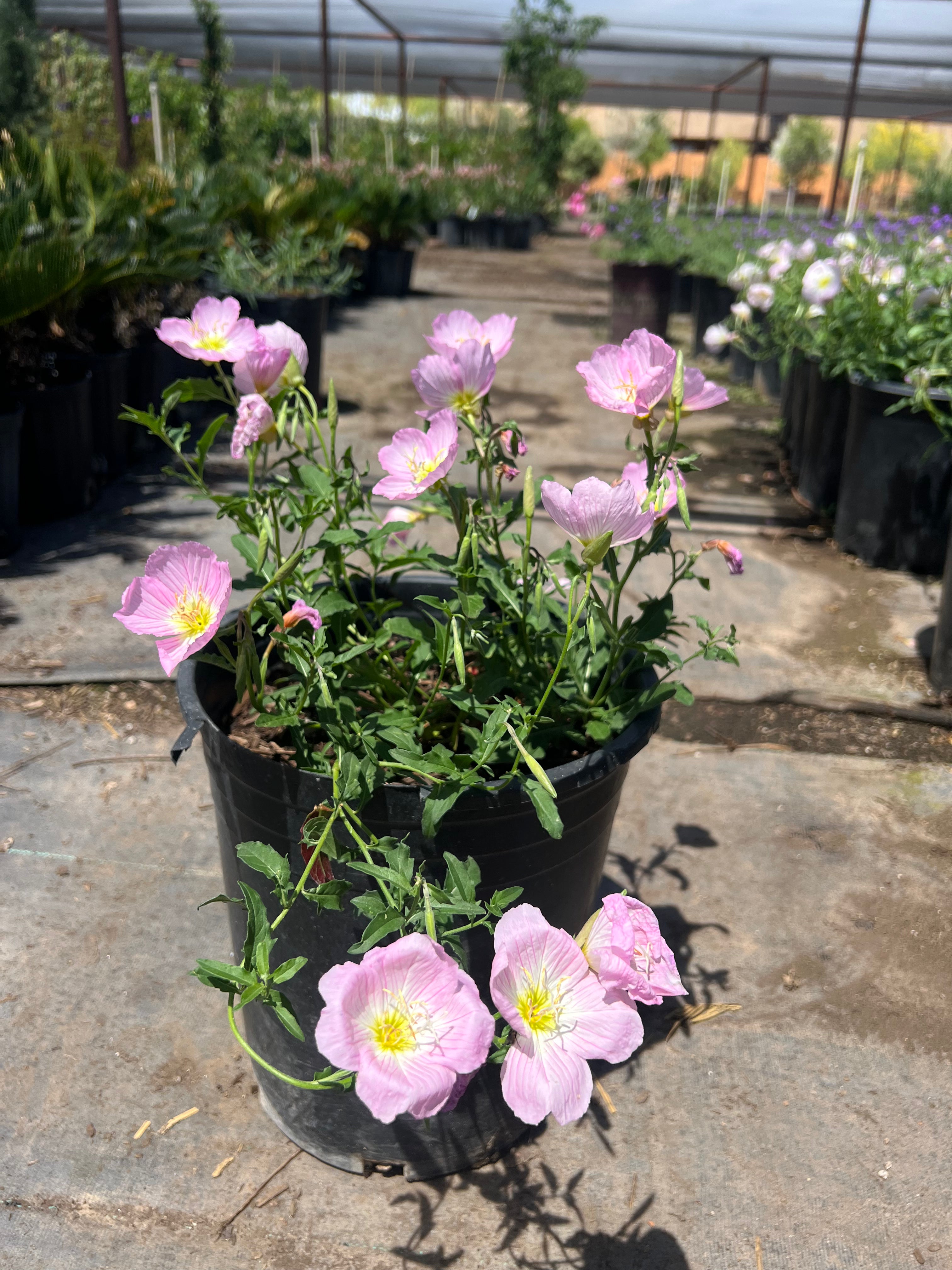 Mexican Evening Primrose