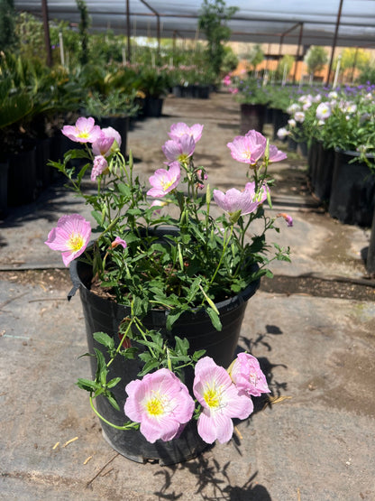 Mexican Evening Primrose 5 gallon