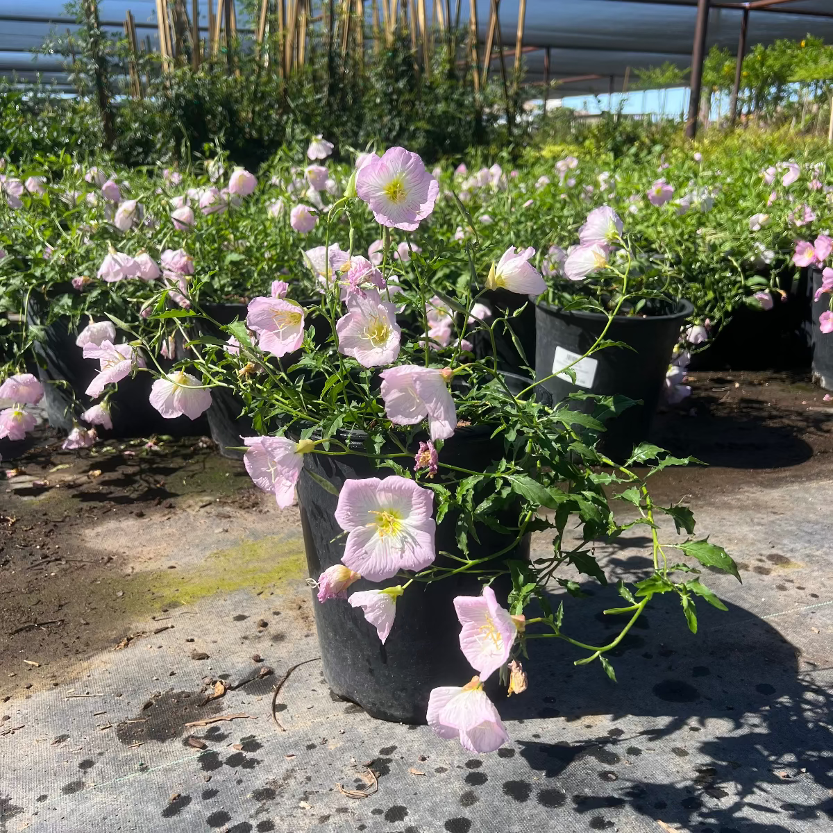 Mexican Evening Primrose