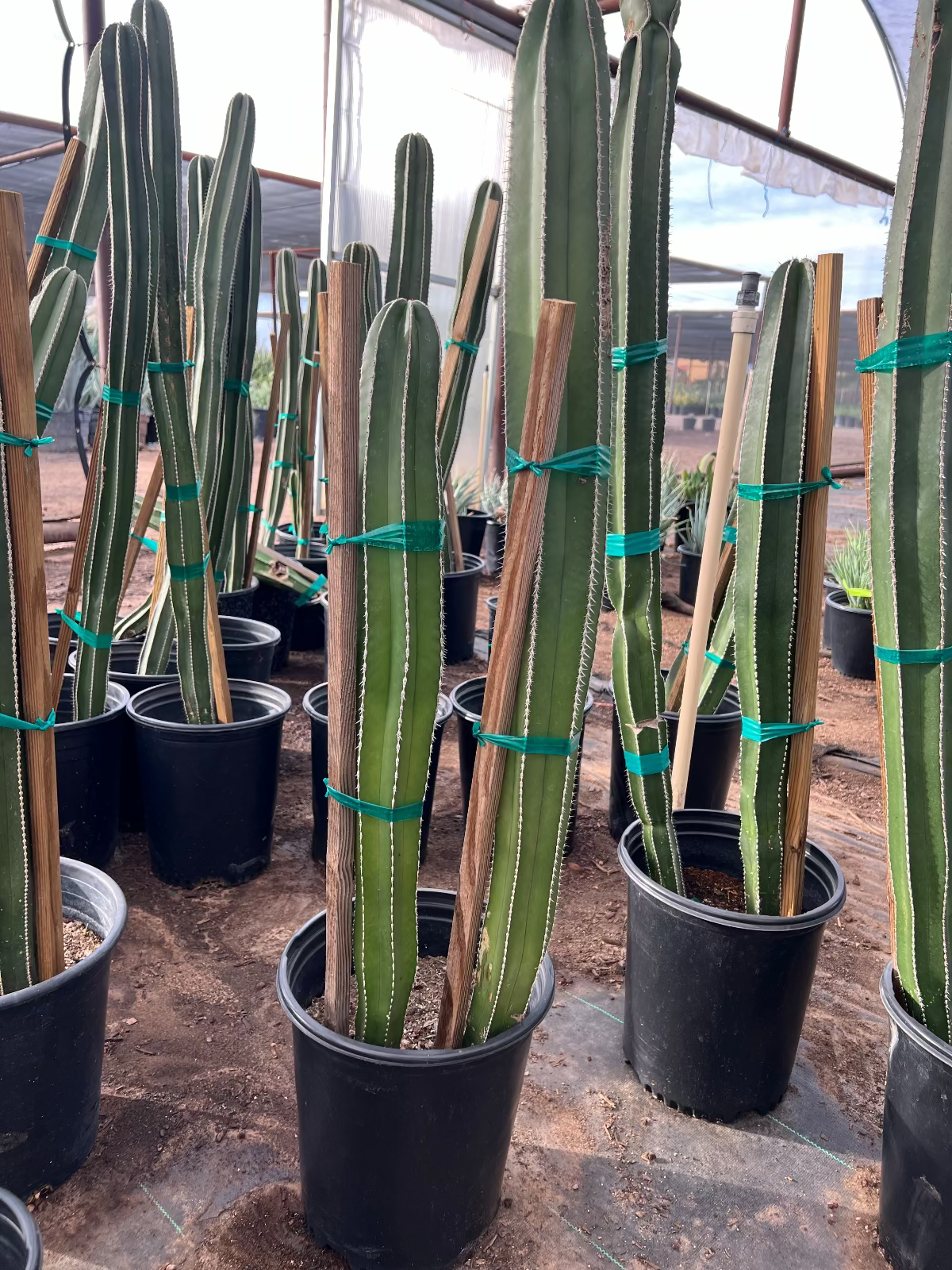 fence post plant pots Buy Mexican Fence Post Phoenix, AZ | Pachycereus marginatus