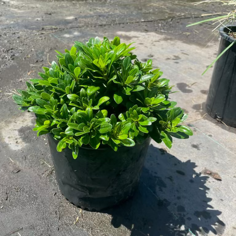 Mock Orange Pittosporum Phoenix | Pittosporum tobira | Three
