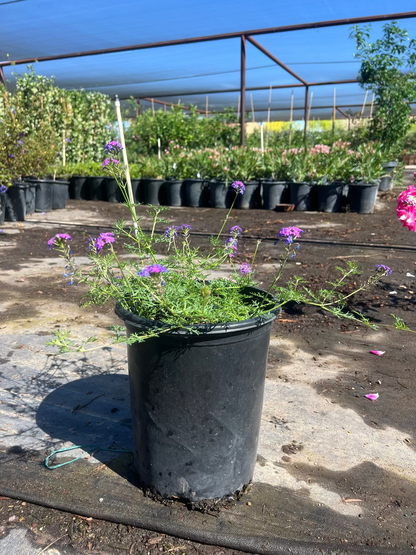 can you plant verbena in pots Buy Moss Verbena Phoenix, AZ | Verbena tenuisecta