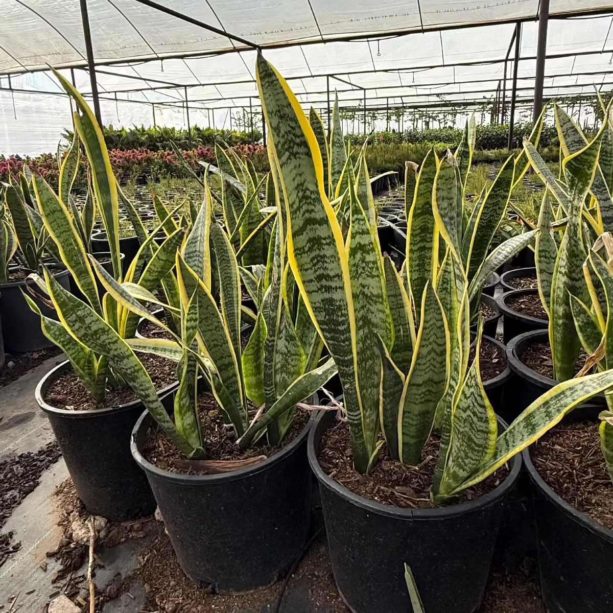 Mother in Laws Tongue