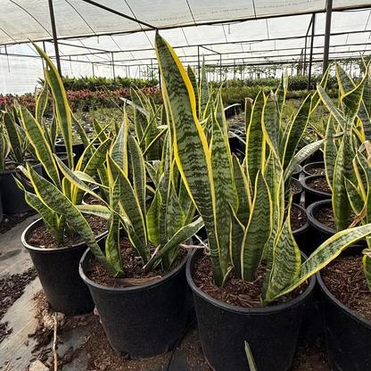 Mother in Laws Tongue