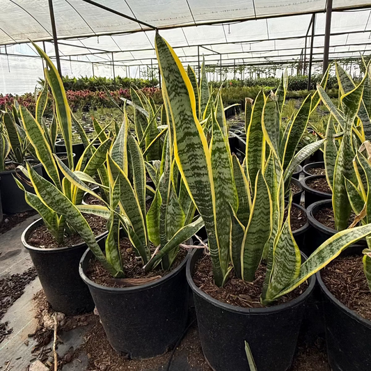 Mother in Laws Tongue