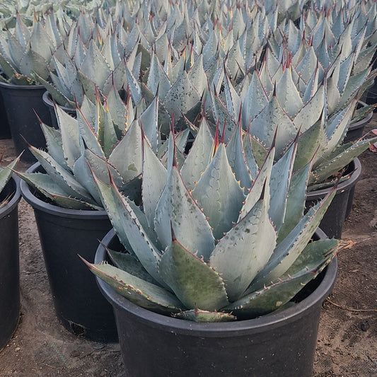 Murphey's Agave