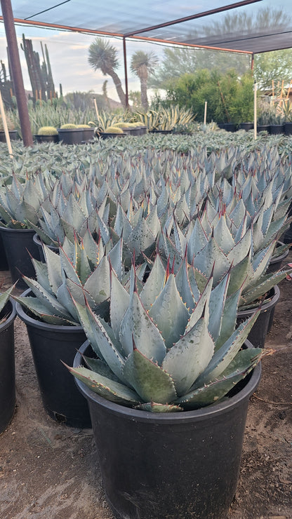 Murphey's Agave