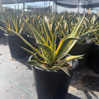 Variegated Murphey's Agave