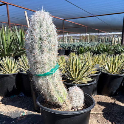 Old Man of the Andes