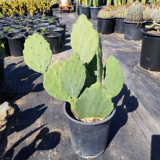 Old Mexico Prickly Pear