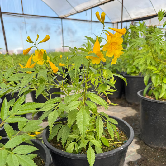 5 gallon Orange Jubilee Bush (Tecoma Orange Jubilee) in nursery pot with blooms — Phoenix, AZ