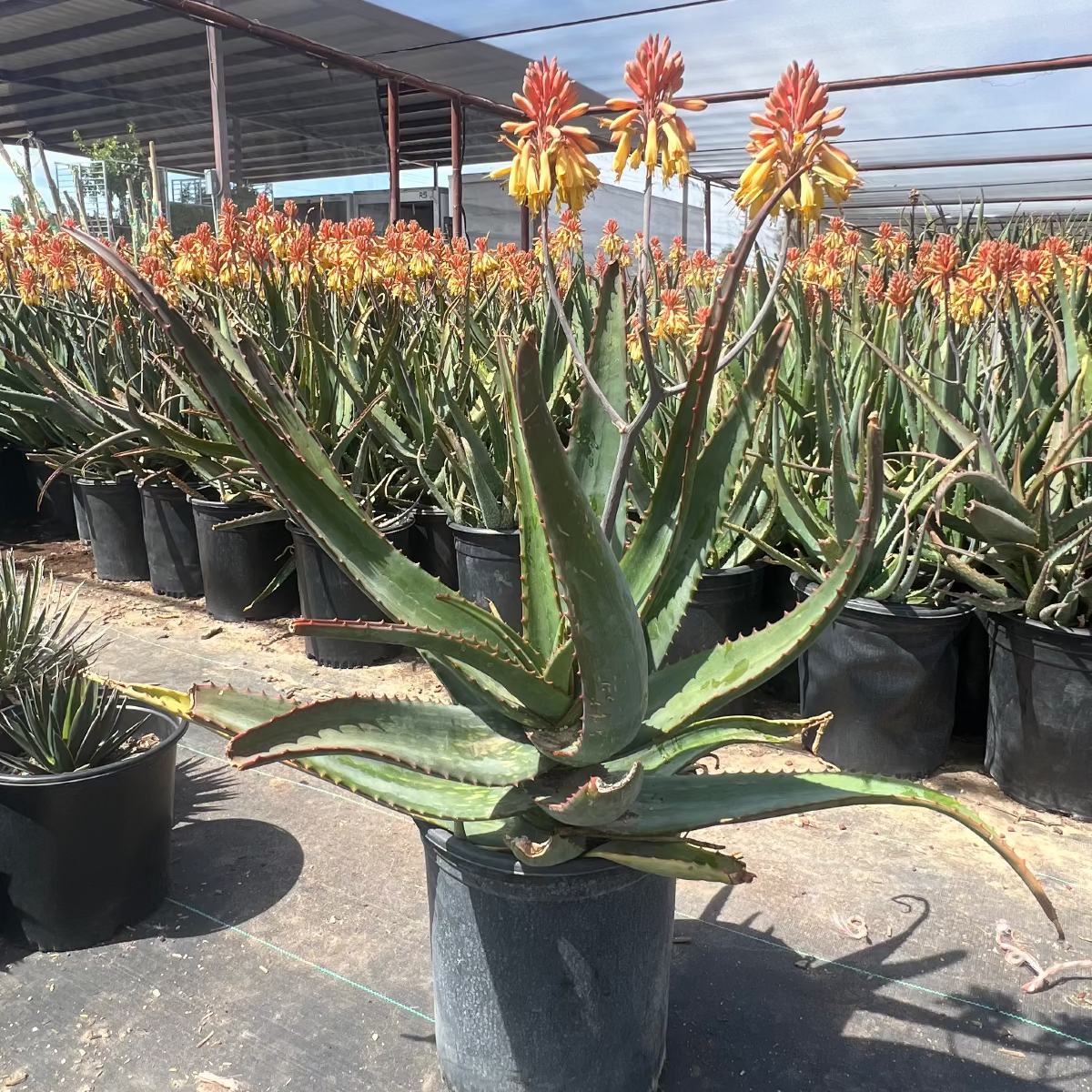 Popcorn Aloe