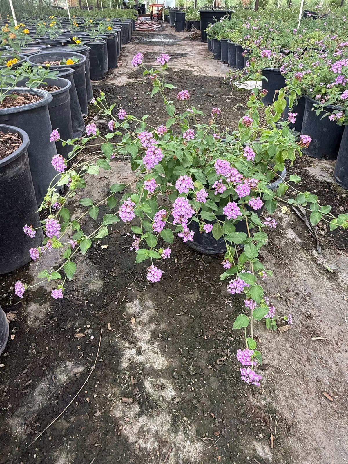 Purple Trailing Lantana