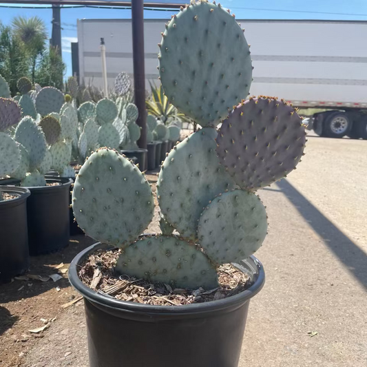 Purple Prickly Pear