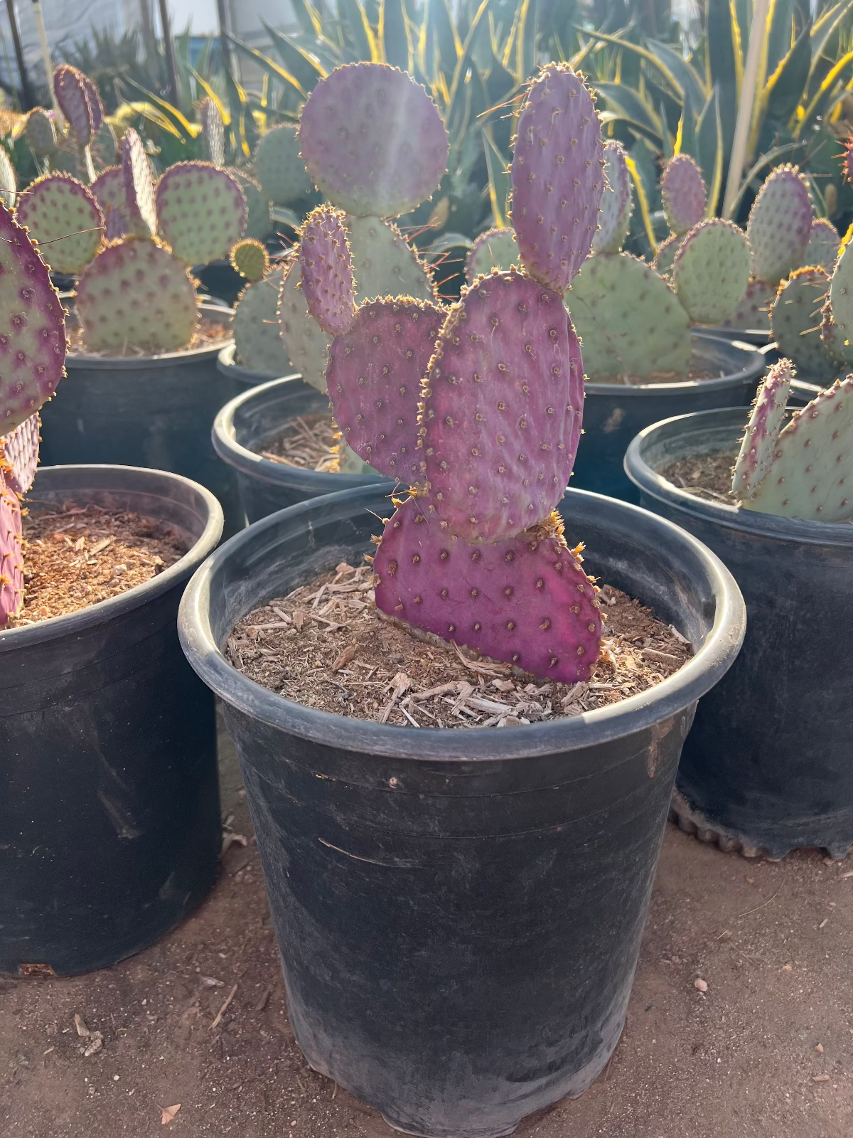 Purple Prickly Pear