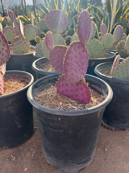 prickly pear cactus purple Buy Purple Prickly Pear Phoenix, AZ | Opuntia santa-rita
