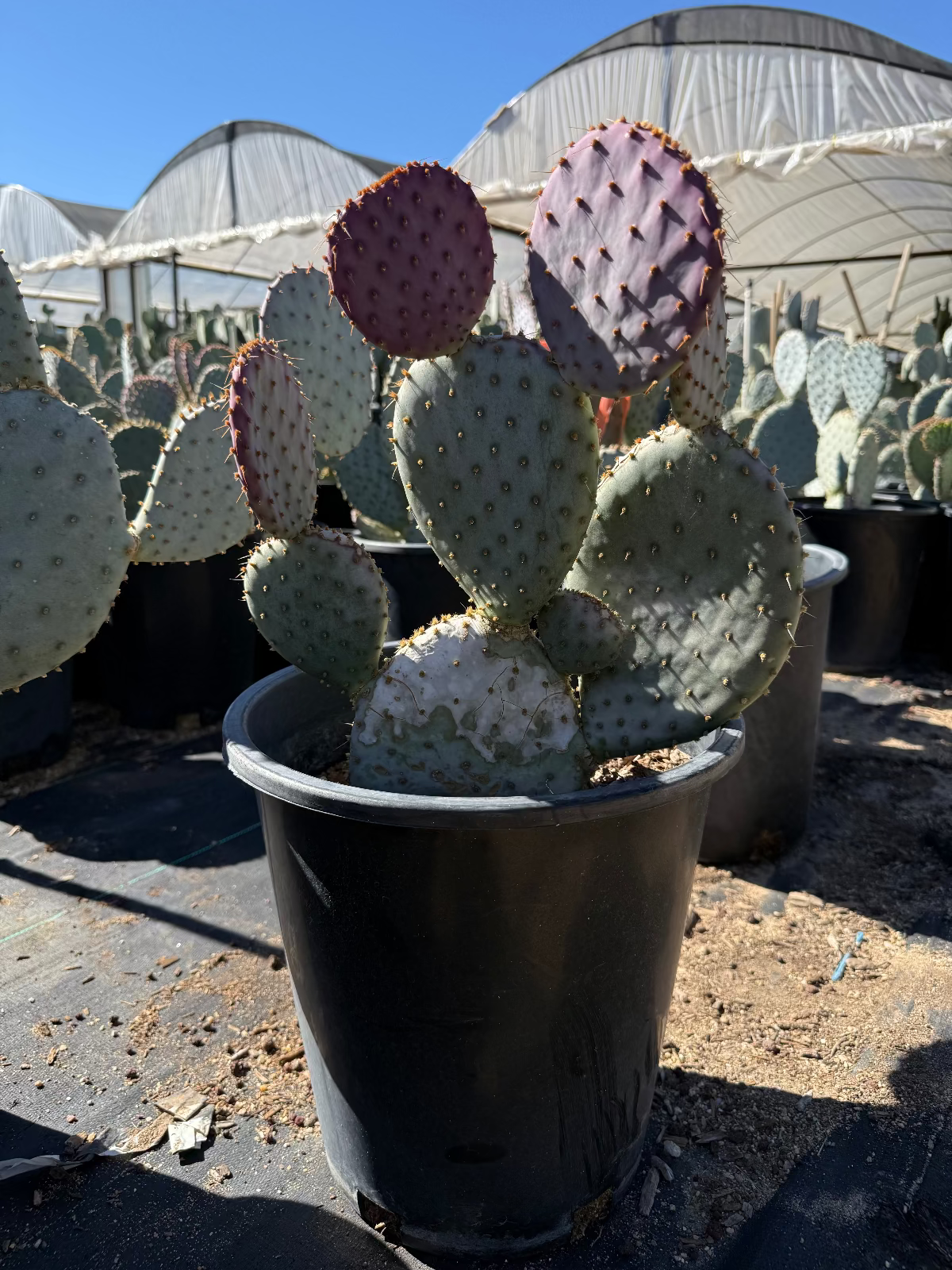 prickly pear cactus pads for sale Buy Purple Prickly Pear Phoenix, AZ | Opuntia santa-rita
