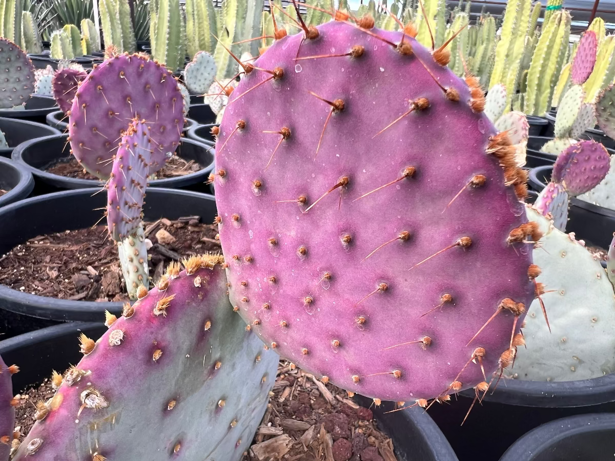 prickly pear cactus pads for sale Buy Purple Prickly Pear Phoenix, AZ | Opuntia santa-rita