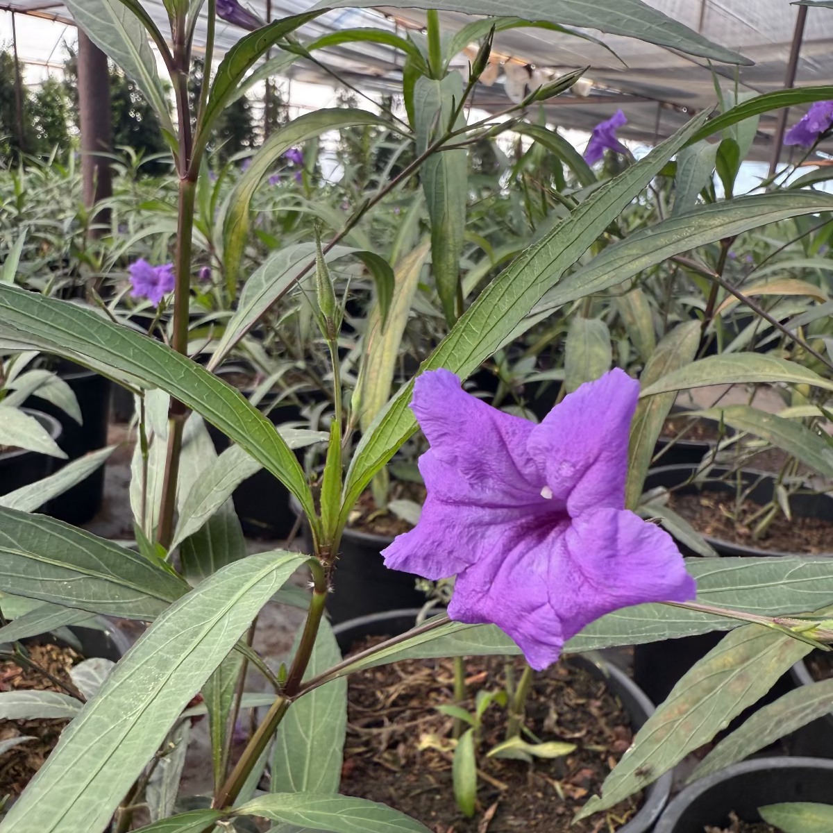 5 gallon Purple Ruellia (Ruellia simplex) vivid purple trumpet flower in nursery greenhouse — Phoenix, AZ