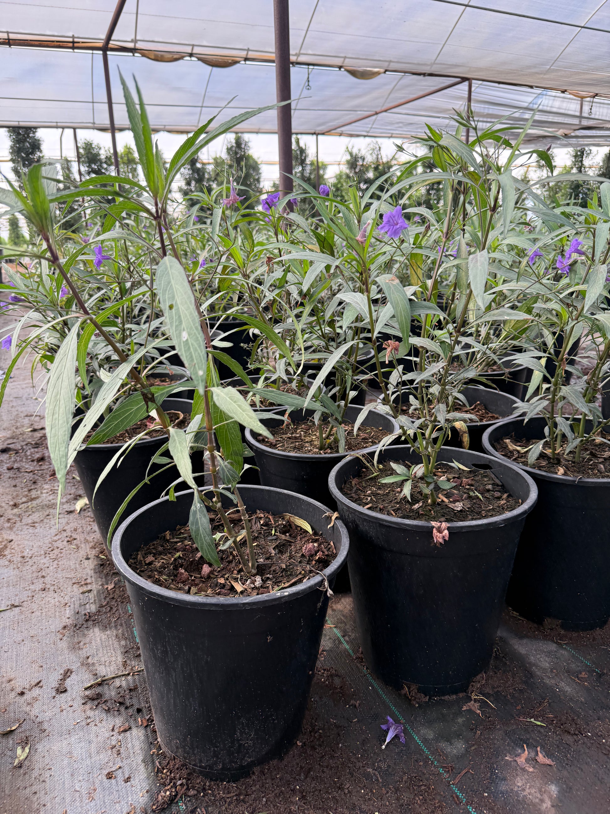 5 gallon Purple Sky Flower (Duranta erecta) full shrub with green foliage in nursery — Phoenix, AZ
