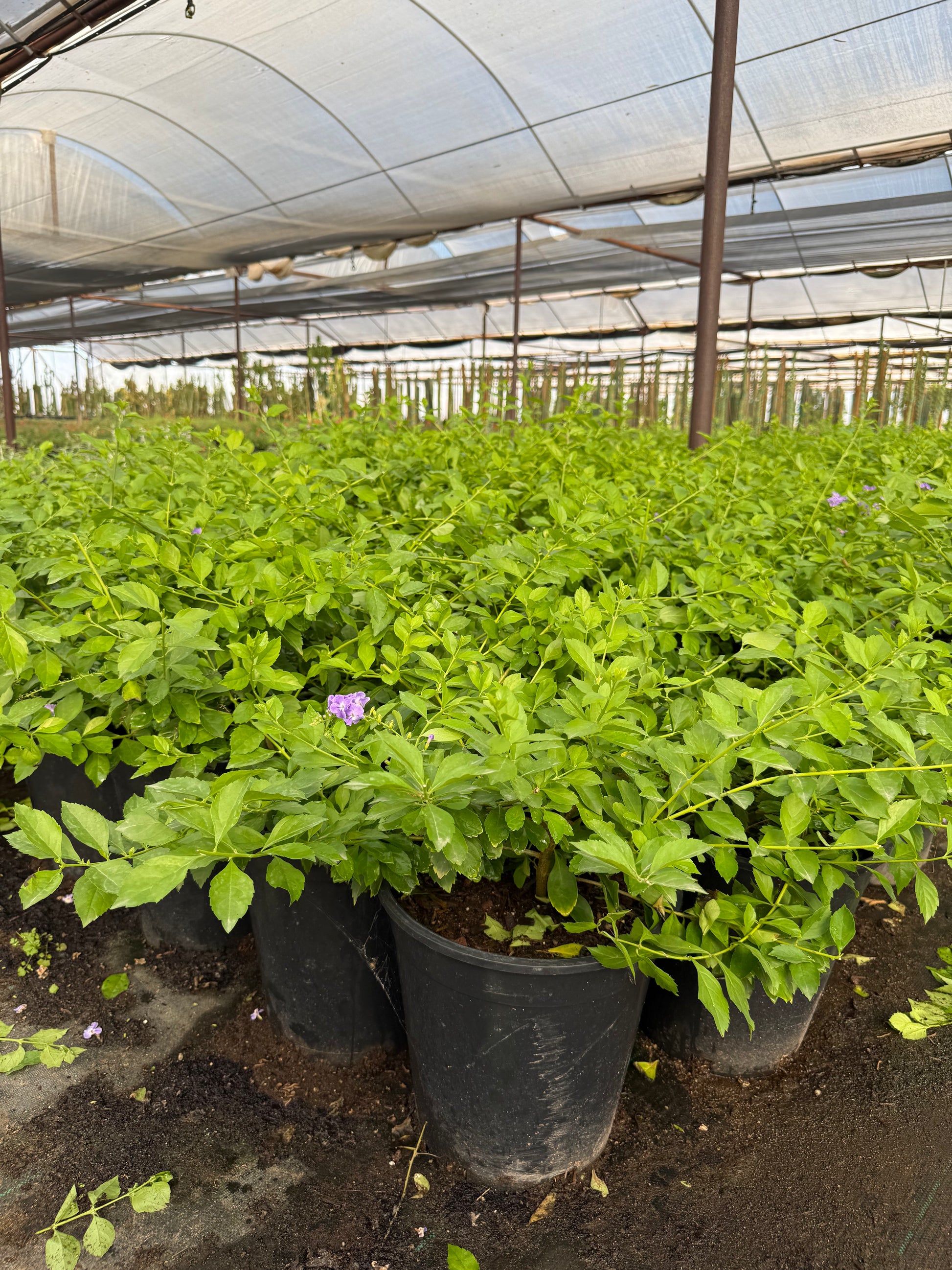 5 gallon Purple Sky Flower (Duranta erecta) bushy shrub in nursery — Phoenix, AZ
