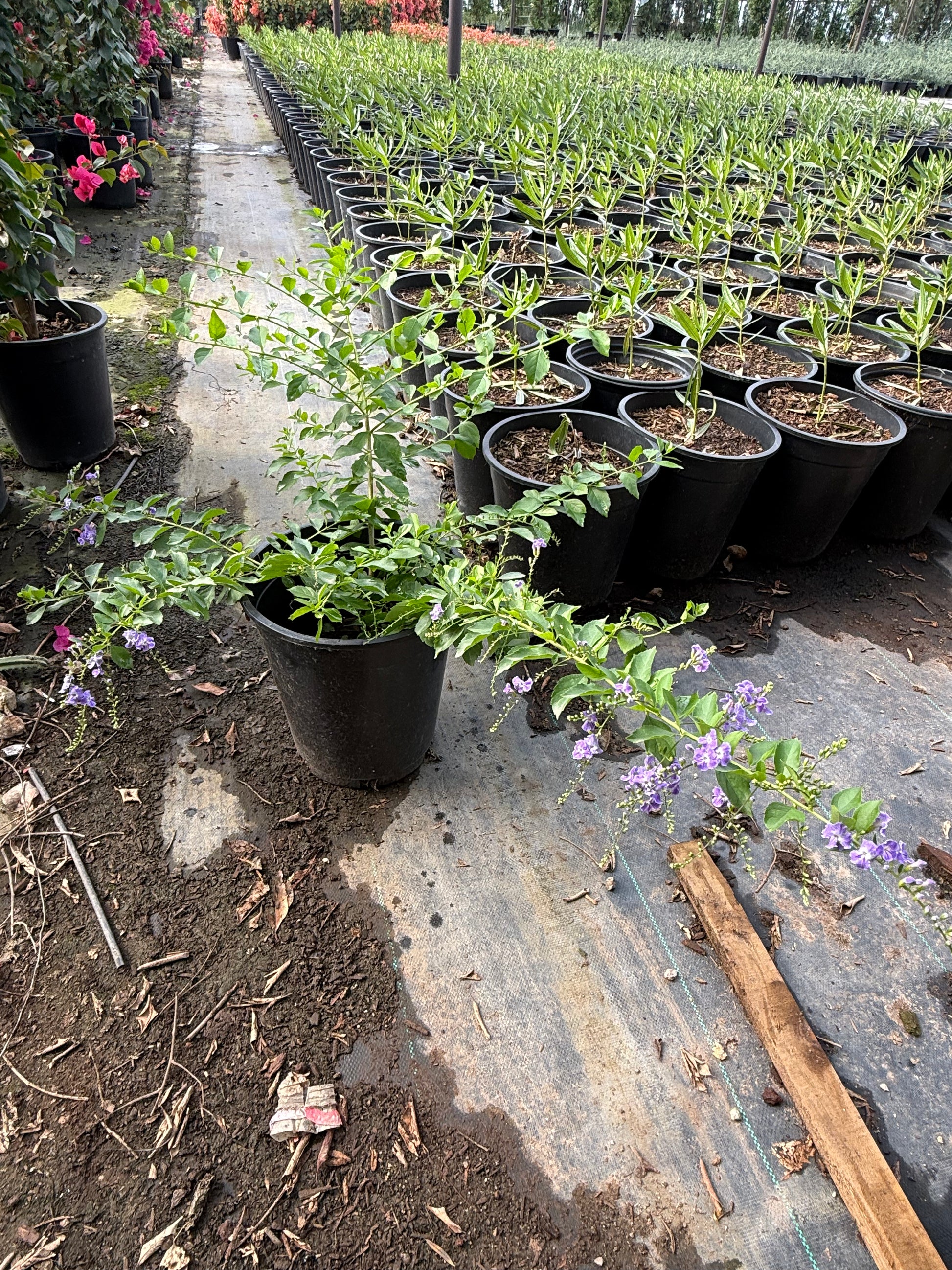 5 gallon Purple Sky Flower (Duranta erecta) young shrub with arching branches in nursery — Phoenix, AZ