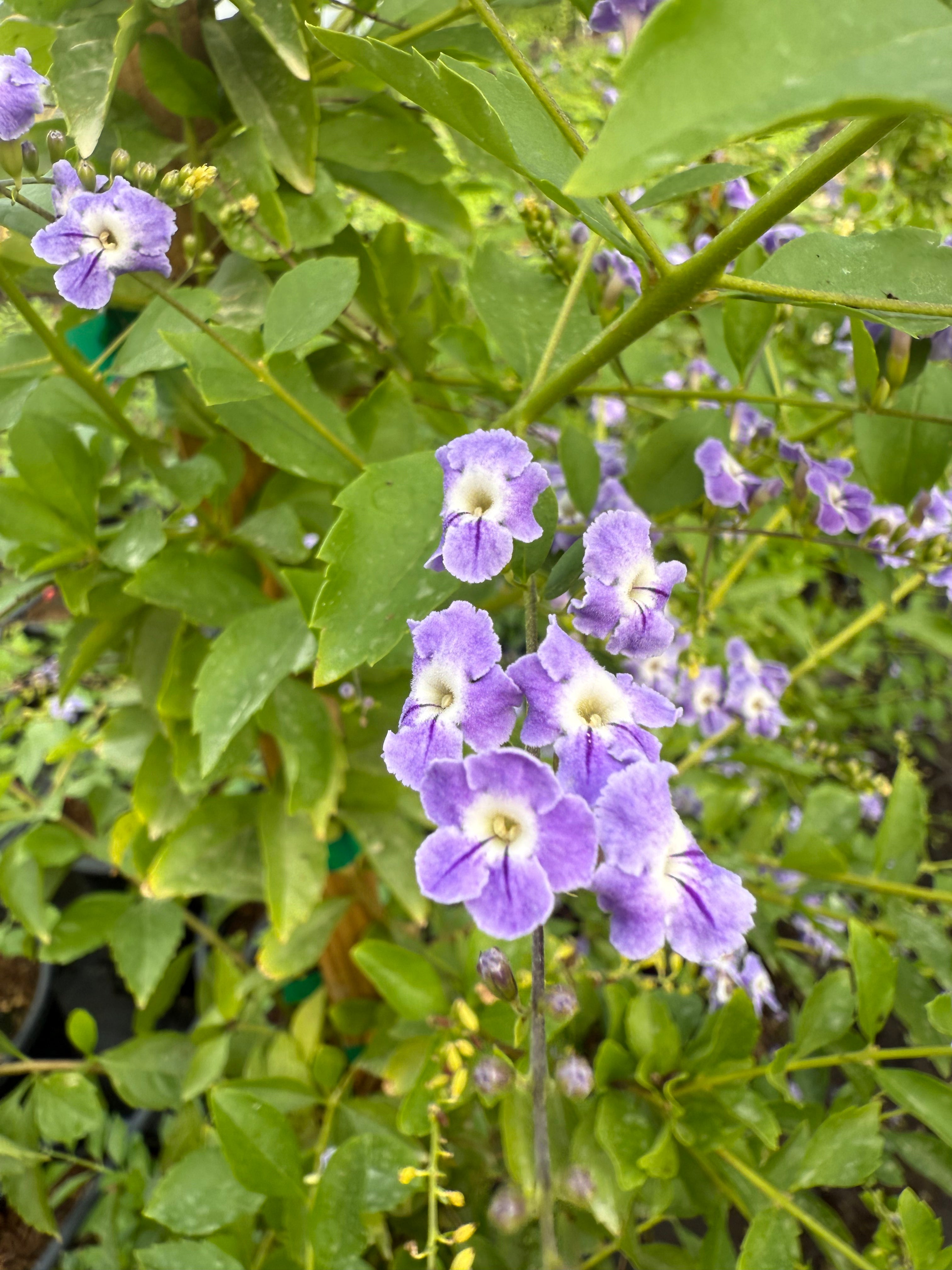 Purple Sky Flower - Staked