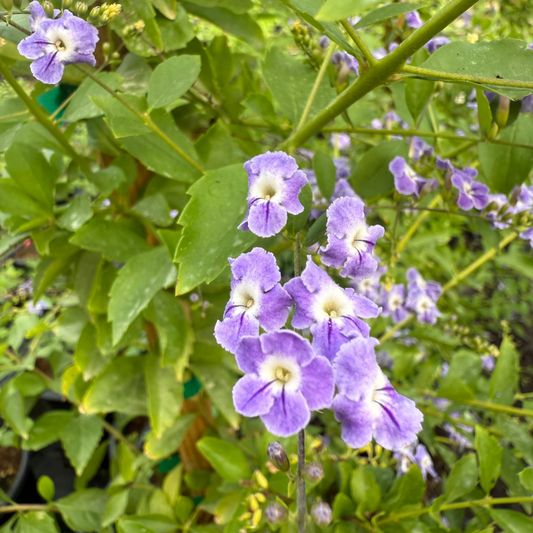 5 gallon Purple Sky Flower staked (Duranta erecta) standard form in Phoenix, AZ nursery