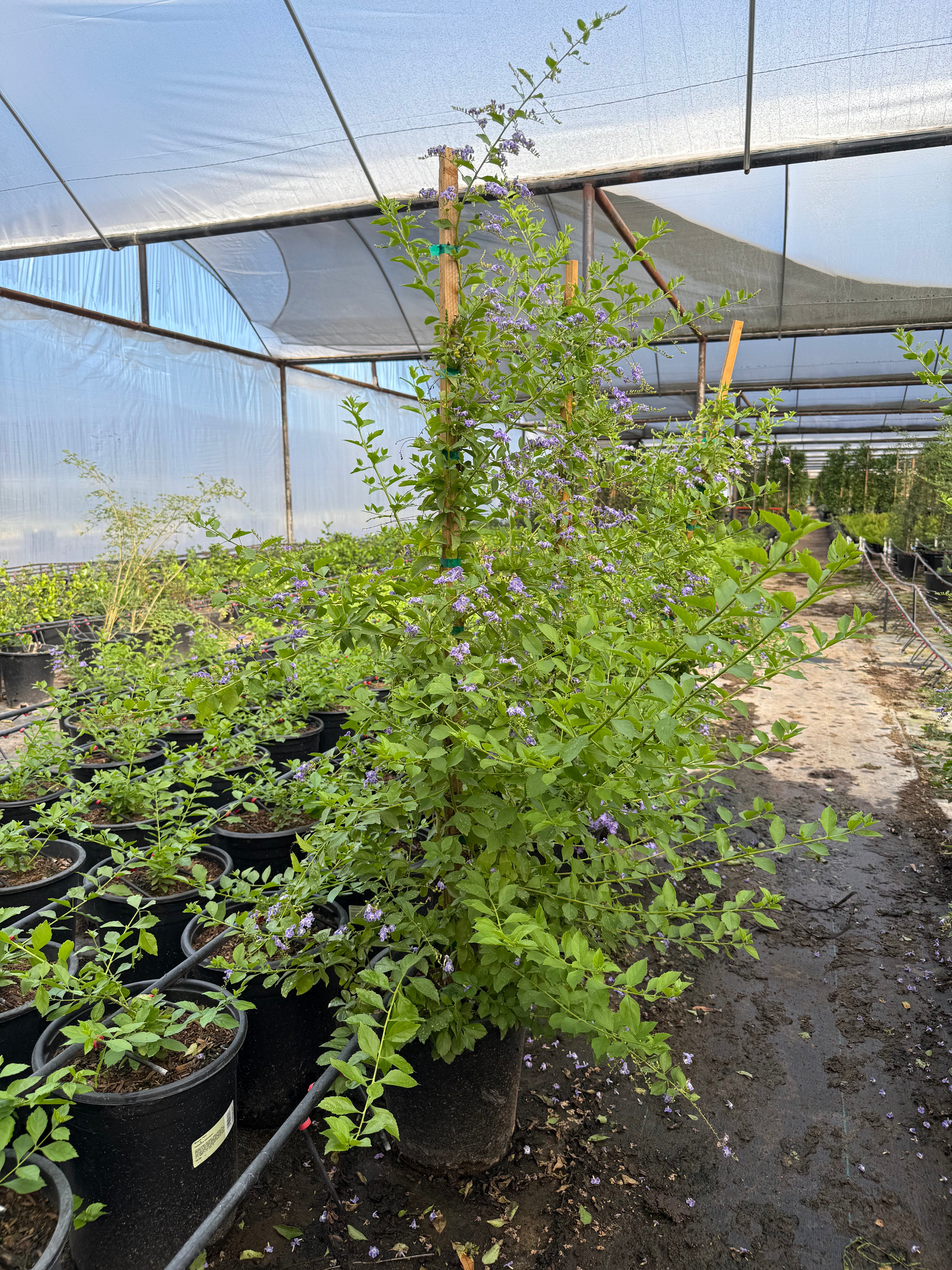 Purple Sky Flower - Staked