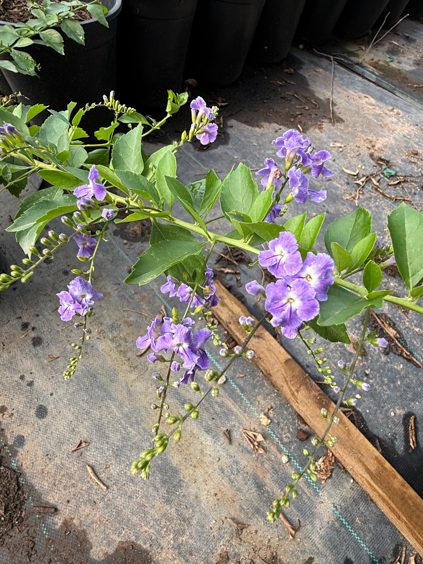 Purple Sky Flower (Duranta erecta) purple flower clusters closeup in bloom — Phoenix, AZ