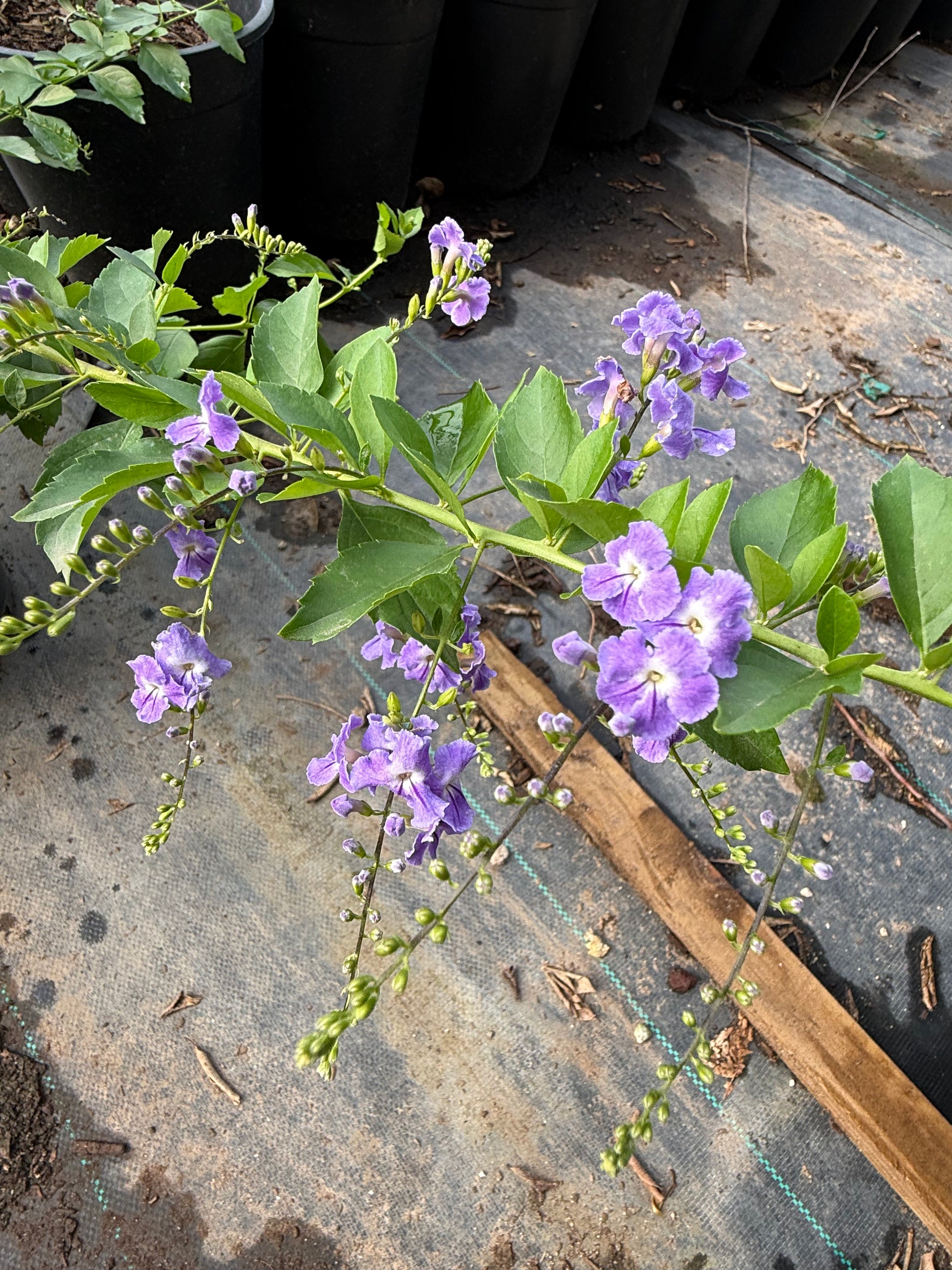 Purple Sky Flower (Duranta erecta) purple flower clusters closeup in bloom — Phoenix, AZ