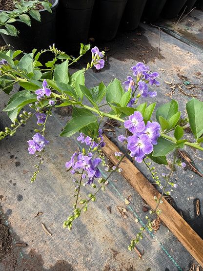 Purple Sky Flower (Duranta erecta) purple flower clusters closeup in bloom — Phoenix, AZ