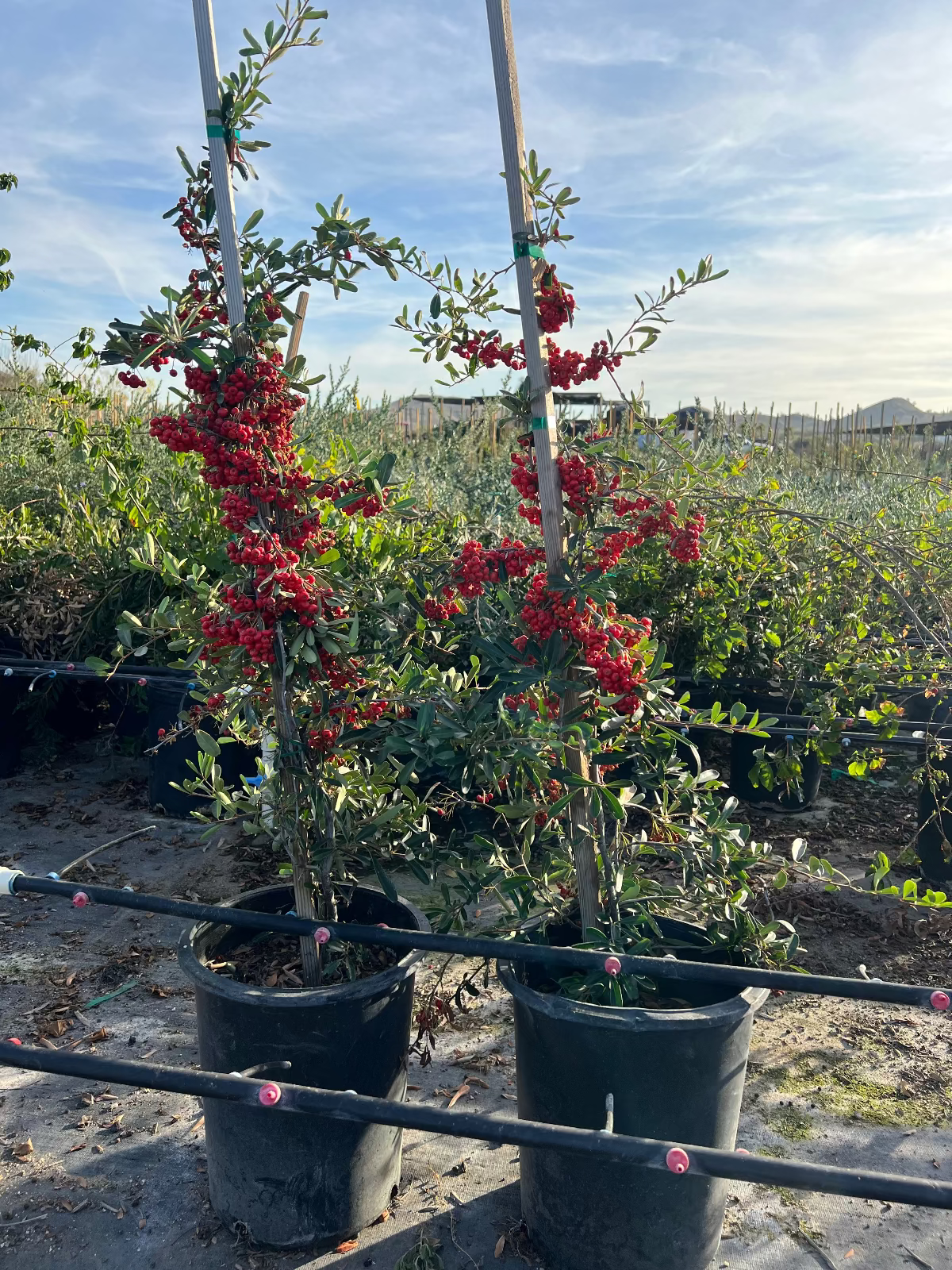 Pyracantha Staked