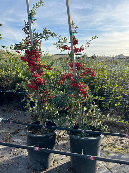 Pyracantha Staked