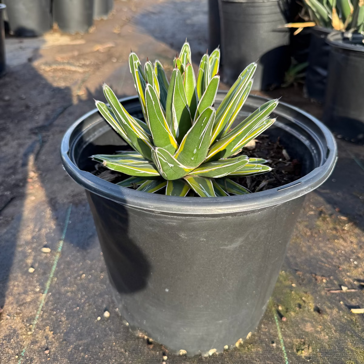 Variegated Queen Victoria