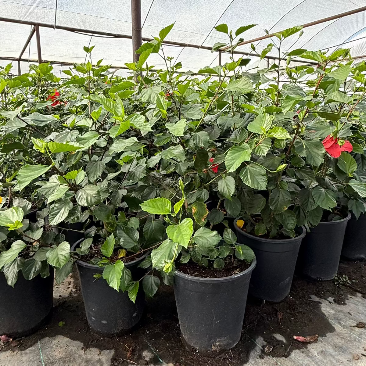 pot plants for sale near me Buy Red Hibiscus Phoenix, AZ | Hibiscus rosa-sinensis