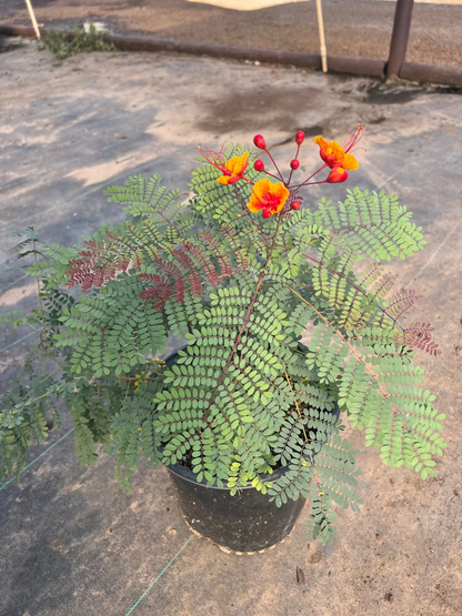 Mexican Bird of Paradise